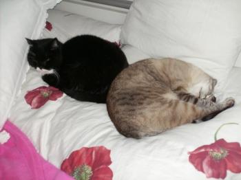 Pilla Bild von Pilla