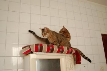 Cusi Bild von Cusi