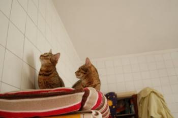 Cusi Bild von Cusi