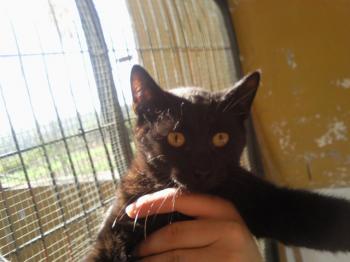 Bild von Frodo