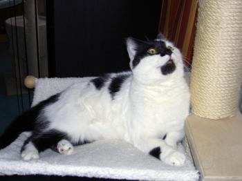 Paddy Bild von Panda