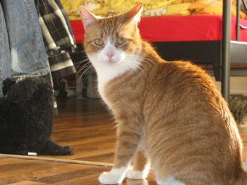 Canela im neuen Zuhause Bild von Canela