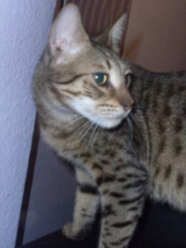 Kalboosh Bild von Kalboosh