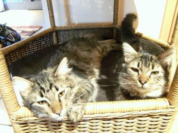Tom und Jerry in ihrem Zuhause Bild von Jerry