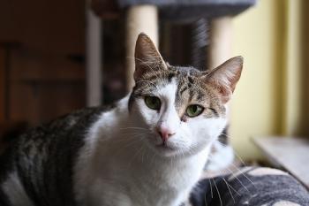 Tigris Bild von Tigris