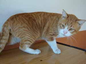 4667 Bild von Gustl