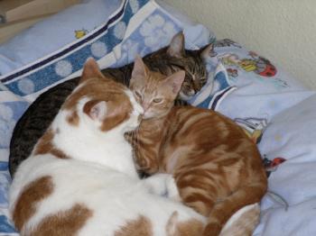 Lillyx Bild von Tucker