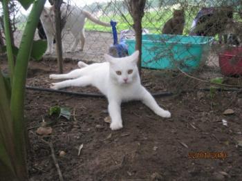 Blanquito Bild von Blanquito