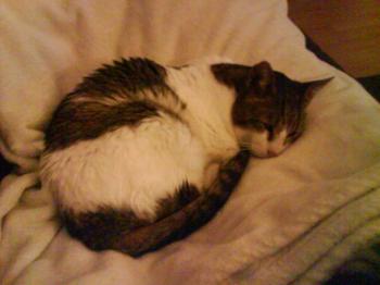 Lino Bild von Croqueto