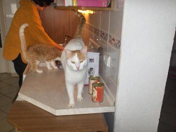 Bild von Oscar