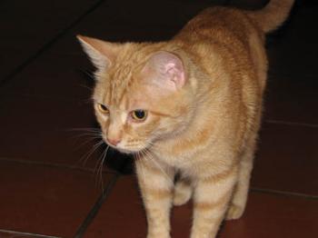 Heidi Bild von Maruji