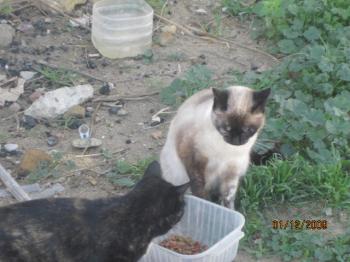 Ajuba Bild von Ajuba