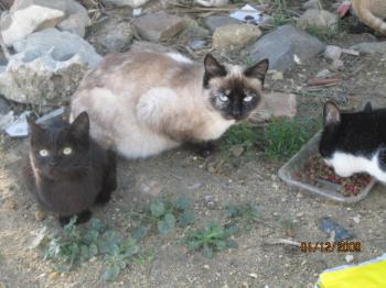 Ajuba Bild von Ajuba