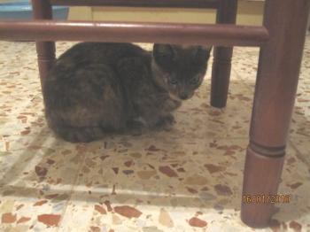Ohne Bild von Lolita