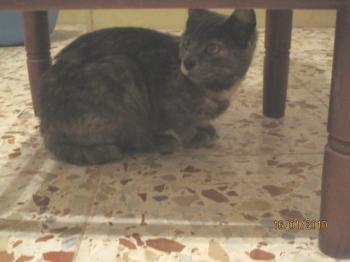 Ohne Bild von Lolita