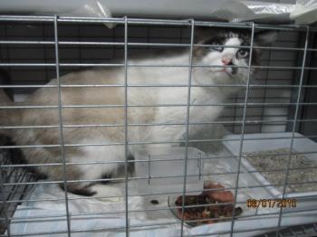 Pepon Bild von Pepon