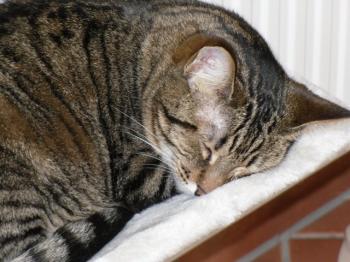 Max Bild von Max