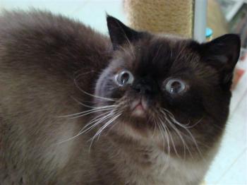 Bebo Bild von Bebo