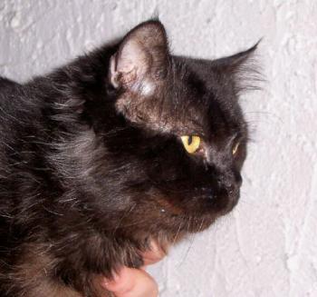 Bild von Diesel