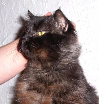 Bild von Diesel