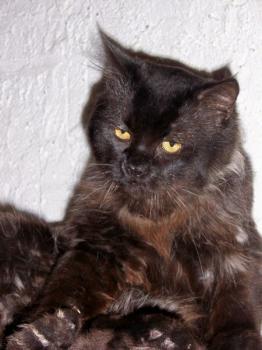 Bild von Diesel