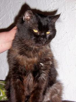 Bild von Diesel