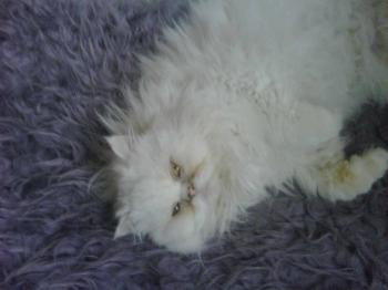Rocky Bild von Rocky