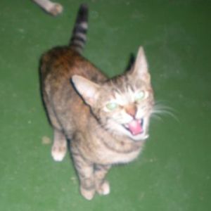 Bild von Iris
