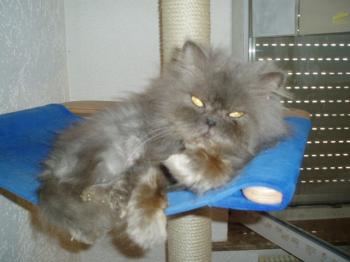 Bild von Kori