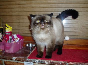 Bebo Bild von Bebo