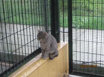 Azul Bild von Tiger