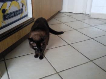 Bild von Mika