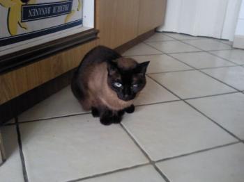 Bild von Mika