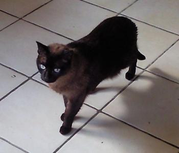 Bild von Mika