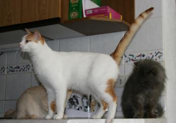 Bild von Oscar