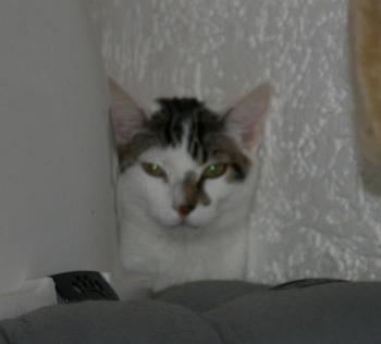 Henry Bild von Henry