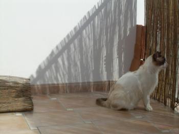 Pepon Bild von Pepon