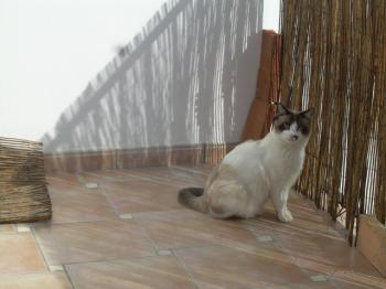 Pepon Bild von Pepon