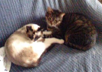 Chatri und Sarah Bild von Chatri