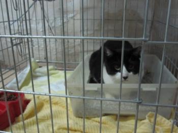 Snoopy Bild von Snoopy