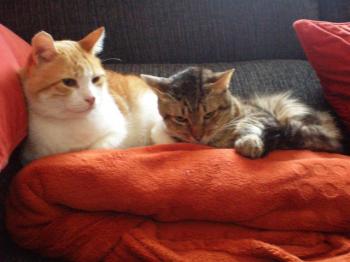 Mowgly Bild von Mowgly