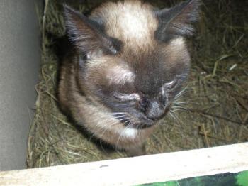 Mini Bild von Mini