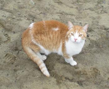 Rafael Bild von Rafael