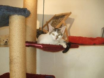 Henry Bild von Henry