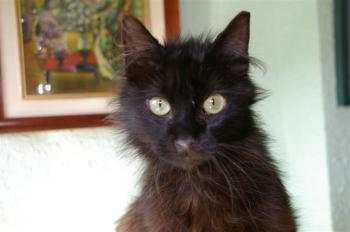 Sayako Bild von Sayako