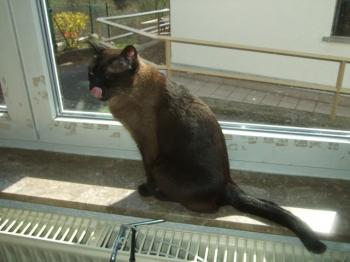 Bild von Mika