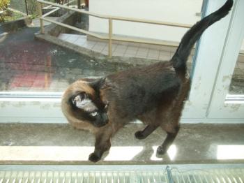 Bild von Mika