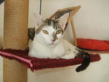 Henry Bild von Henry