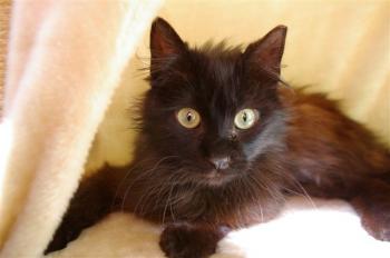 Sayako Bild von Sayako