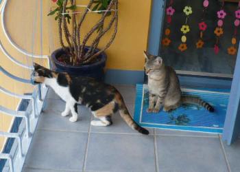 Tonchi Bild von Tonchi